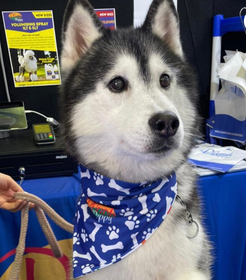 Dog Bandanas