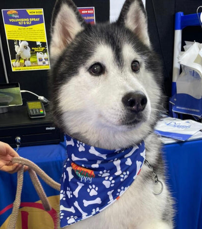 Dog Bandanas