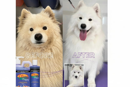 Herbal Whitening Shampo med Ginseng